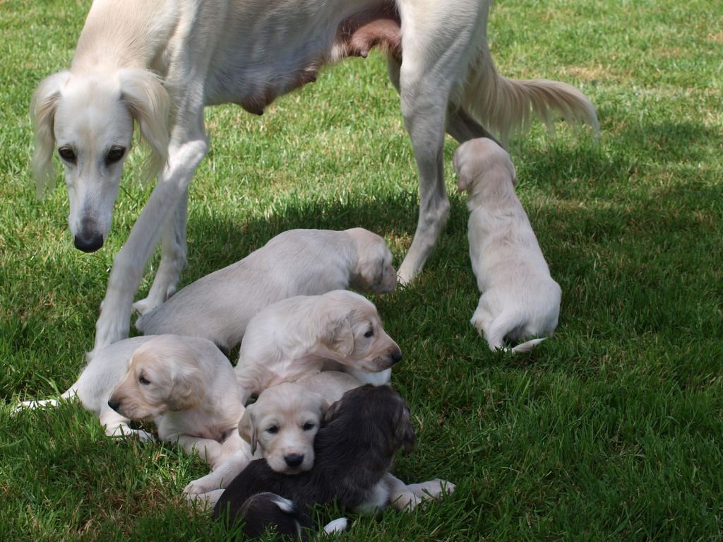 Hase du Bois Pacie - LES CHIOTS ONT TROIS SEMAINES