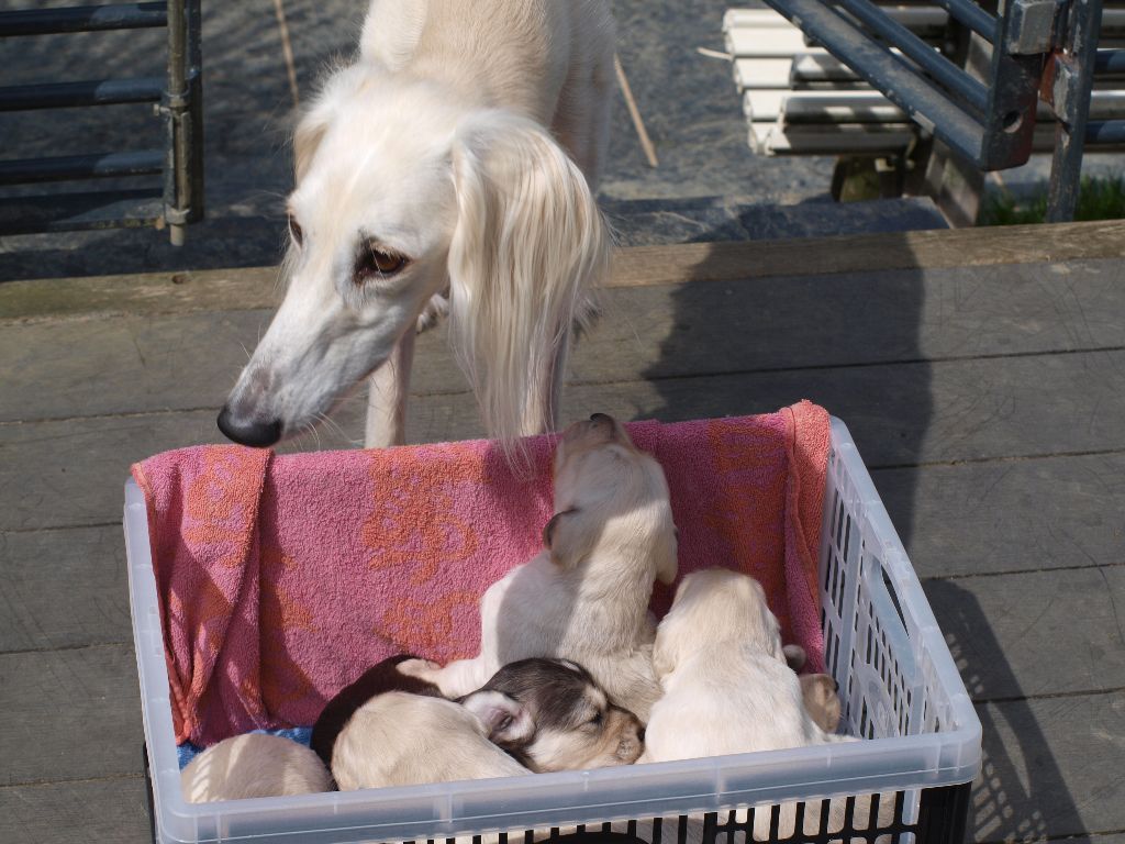 Hase du Bois Pacie - LES CHIOTS ONT DEUX SEMAINES