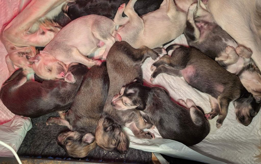 Les chiots ont deux semaines..déjà!!