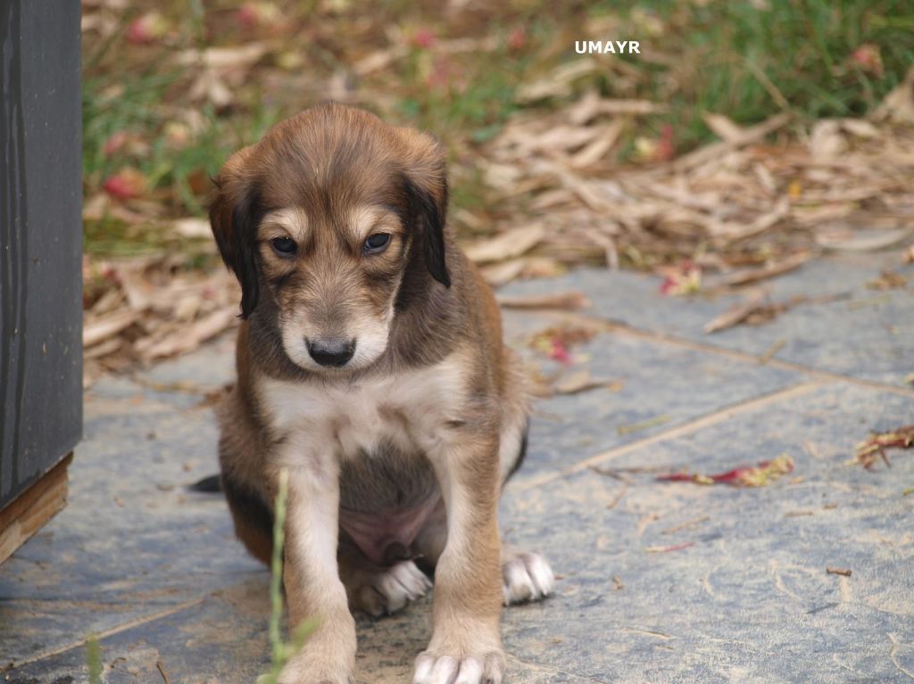 LES CHIOTS A 36 JOURS