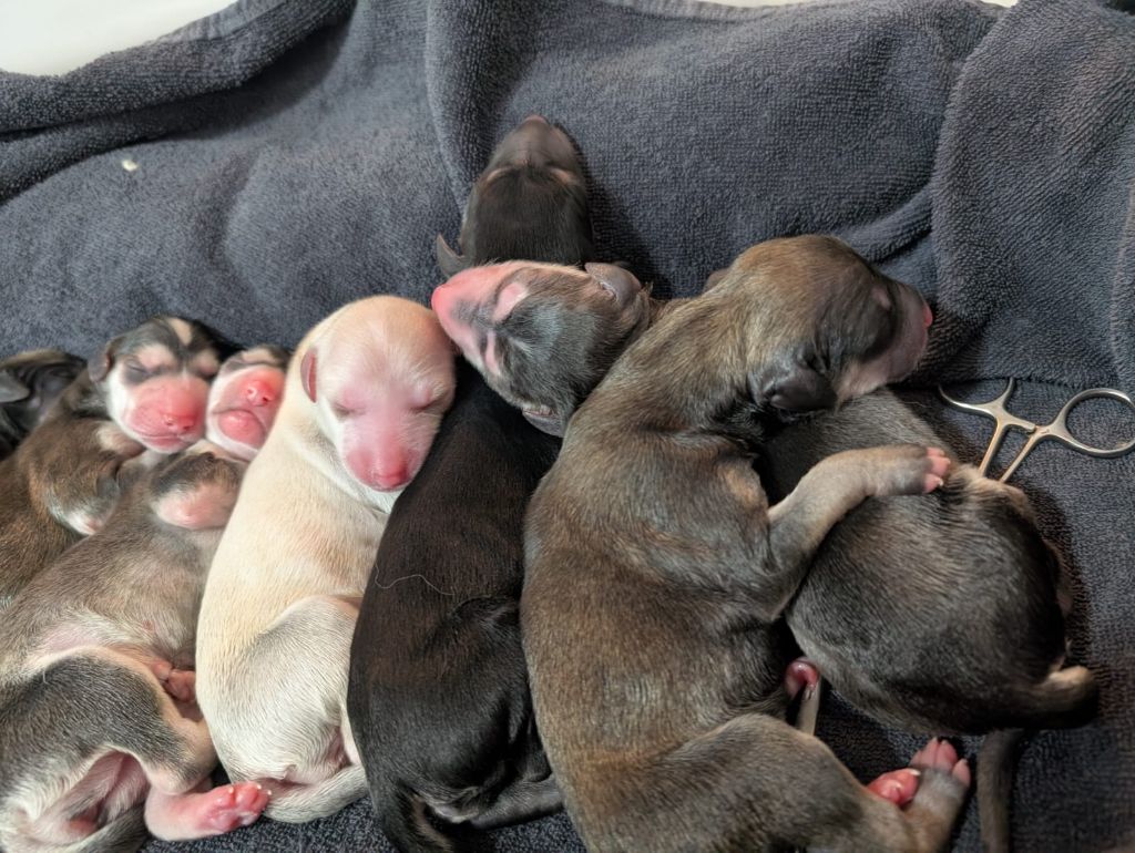 Les chiots de RAFEL sont nés le vendredi 21 février 2025