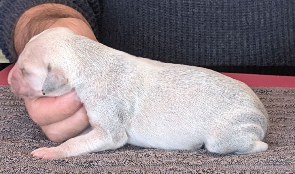 Les chiots de RAFEL ont une semaine