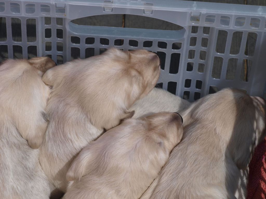 LES CHIOTS ONT DEUX SEMAINES 16 MAI 2020