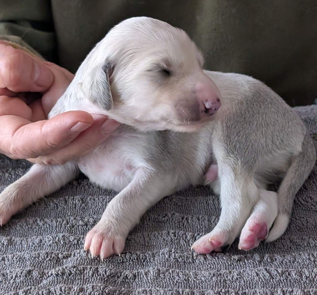 Les chiots de RAFEL à deux semaines