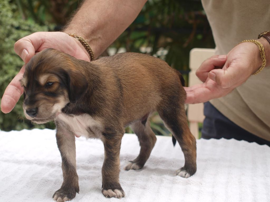 LES CHIOTS A 19 JOURS