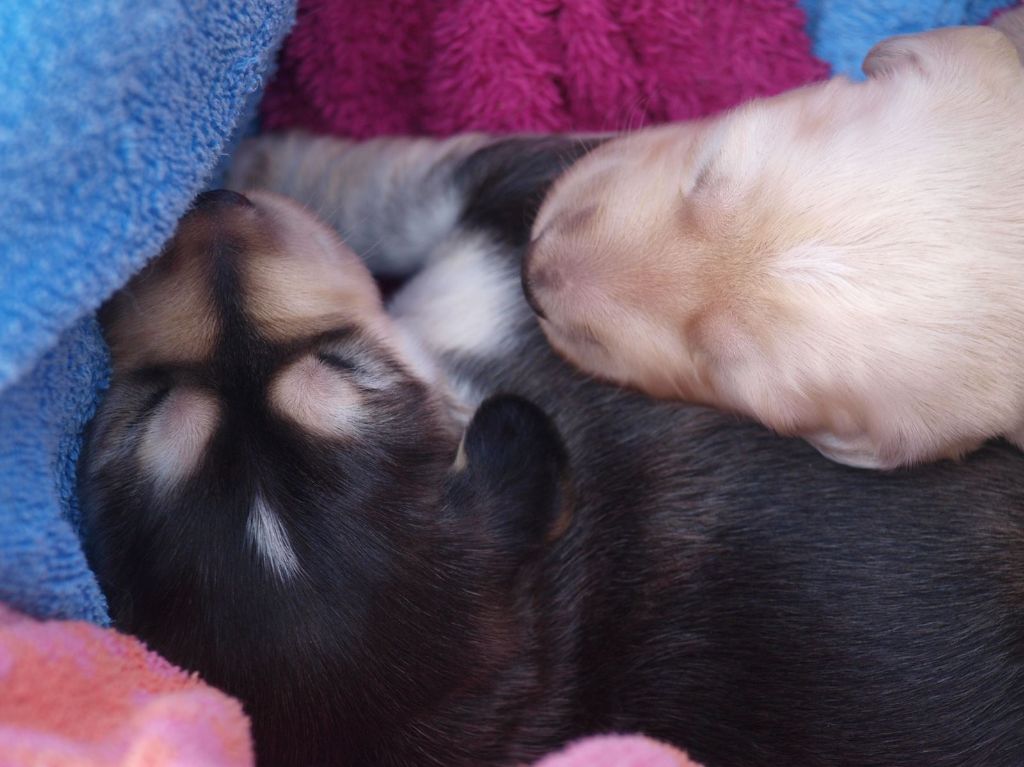 LES CHIOTS ONT UNE SEMAINE
