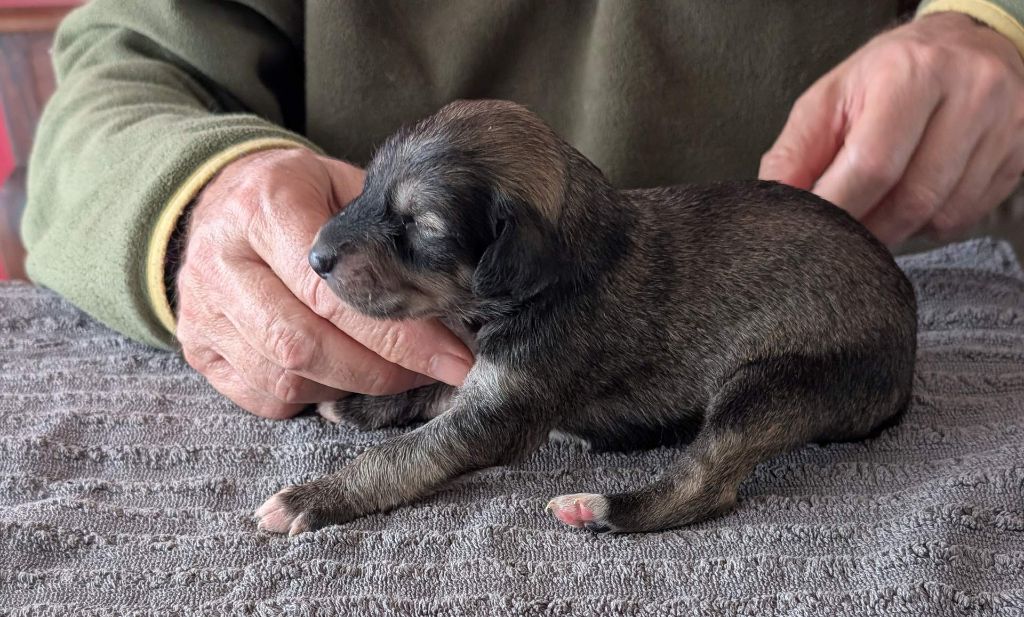 Hase du Bois Pacie - Chiots disponibles - Saluki