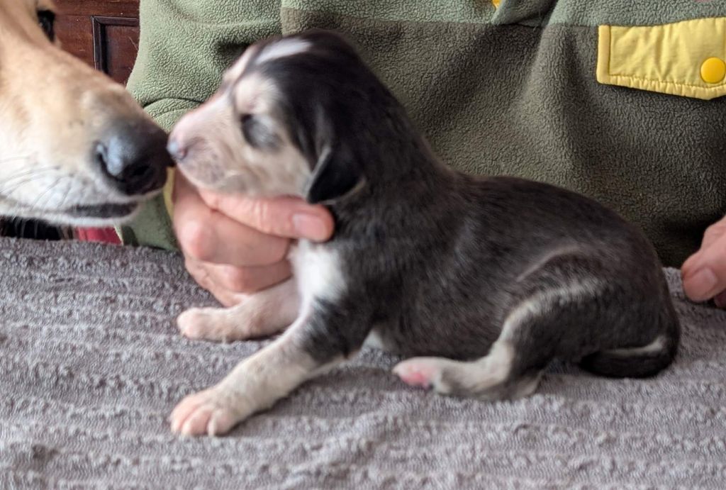 Hase du Bois Pacie - Chiots disponibles - Saluki