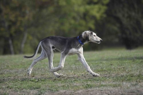 Chiot Saluki Hase du Bois Pacie