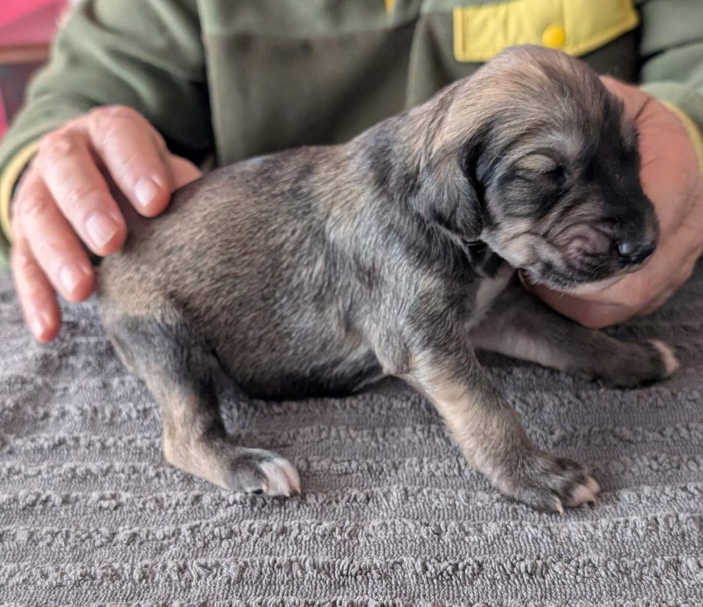 Hase du Bois Pacie - Chiots disponibles - Saluki