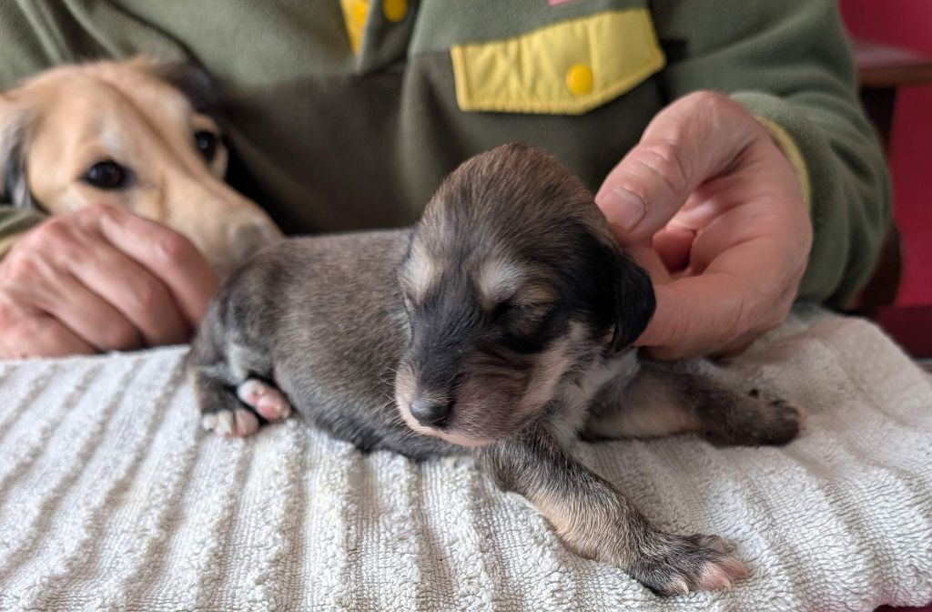 Hase du Bois Pacie - Chiots disponibles - Saluki